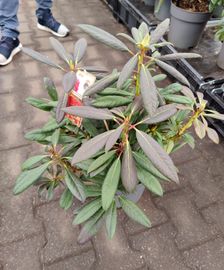 Rhododendron 'Elisabeth Red'
