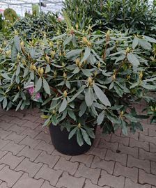 Rhododendron ponticum 'Roseum'
