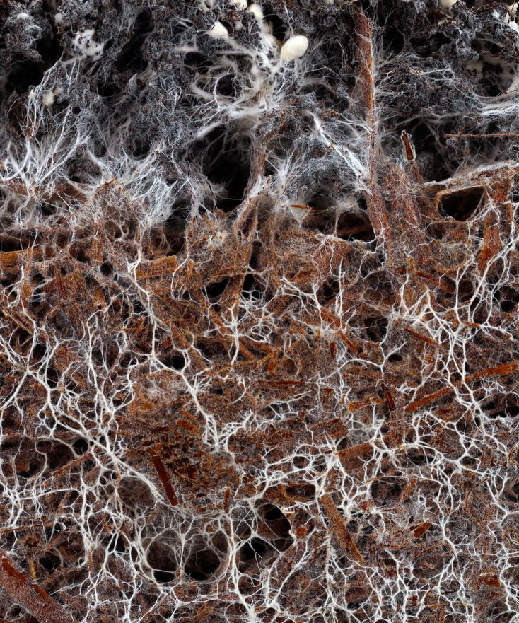 Mycorrhiza, naturens eget vidunder
