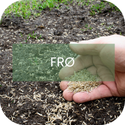 Frø til plæner og natur