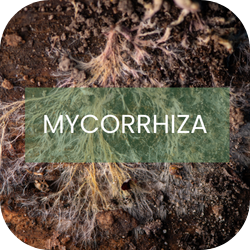 Mycorrhiza til planter