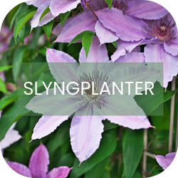 Slyngplanter