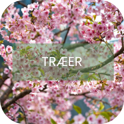 Træer