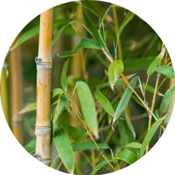 Bambus