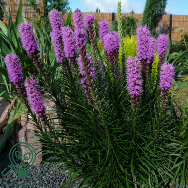 Liatris spicata, Pragtskær C0,8