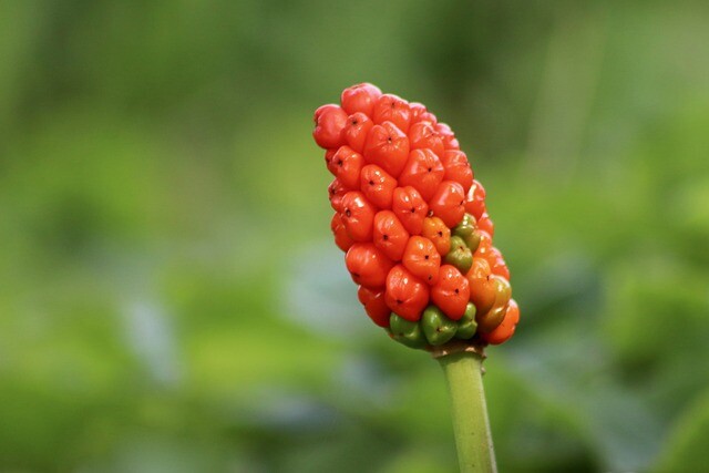 Arum italicum, Italiensk Ingefær