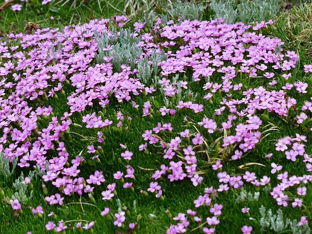 Silene acaulis 'Mount Snowdon', Limurt - Tue