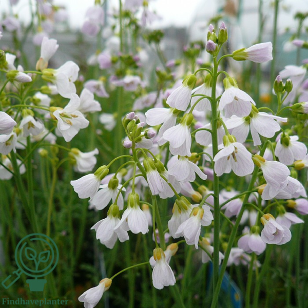Cardamine pratensis, Engkarse