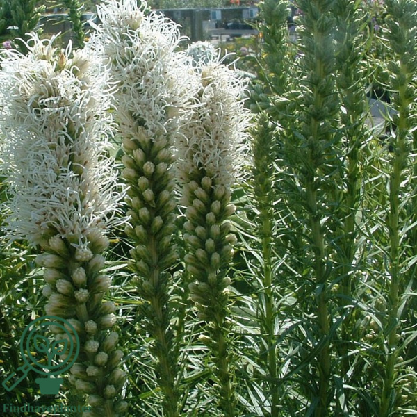 Liatris spicata 'Floristan Weiss', Pragtskær C0,8
