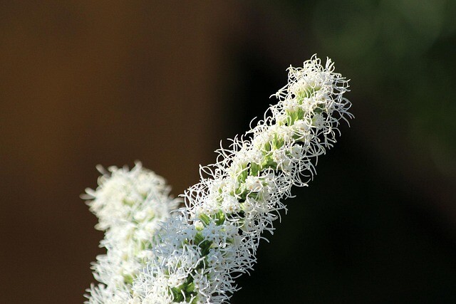 Liatris spicata 'Floristan Weiss', Pragtskær