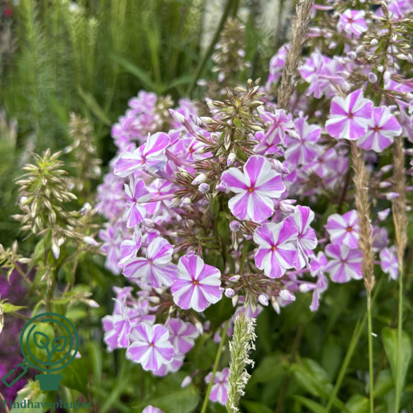 Phlox maculata 'Natascha' Floks