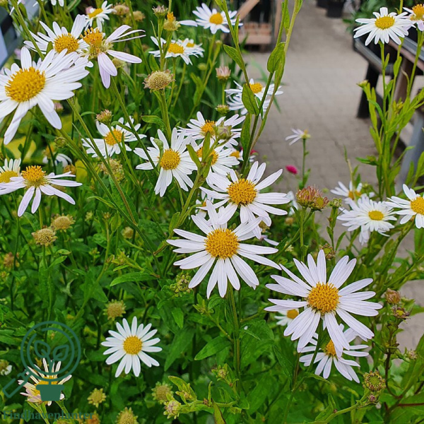 Kalimeris incisa 'Alba' Japansk Asters