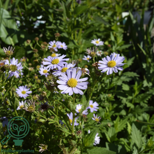 Kalimeris incisa 'Blue Star', Japansk Asters