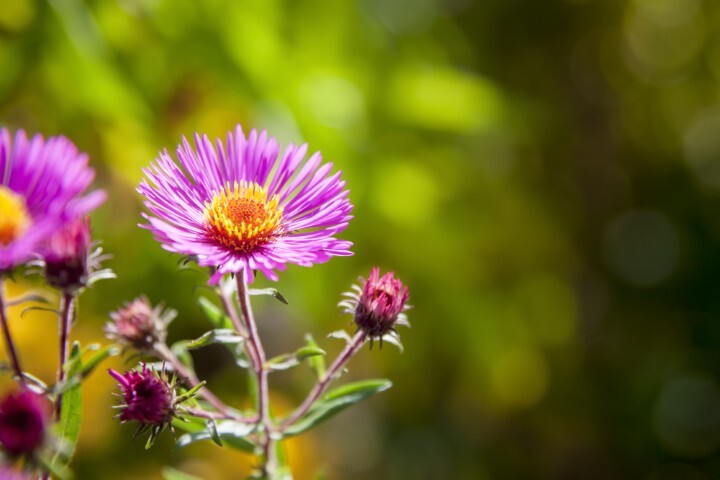 Aster novi-belgii 'Crimson Brocade', Aster