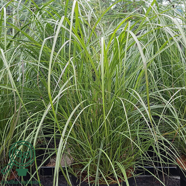 Miscanthus sinensis 'Red Chief