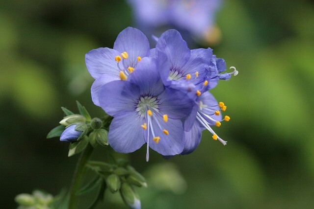 Polemonium caeruleum, Jakobsstige