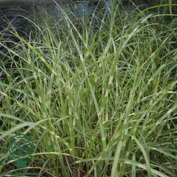 Miscanthus sinensis 'Strictus Dwarf', Kinesisk elefantgræs