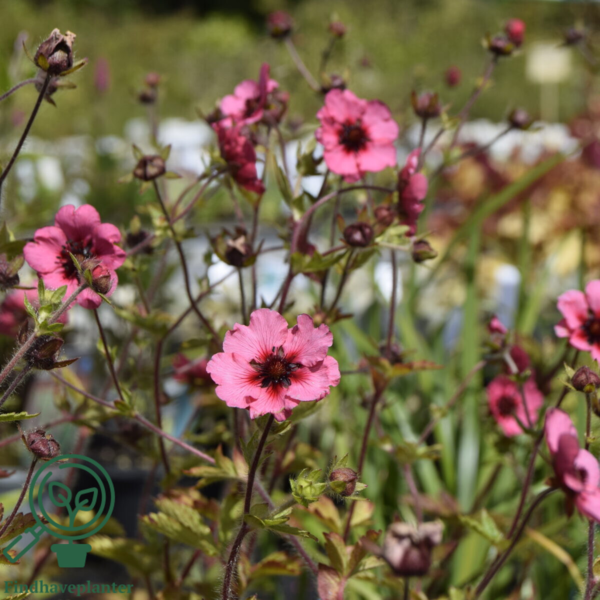 Potentilla nepalensis 'Miss Willmott', Indisk potentil