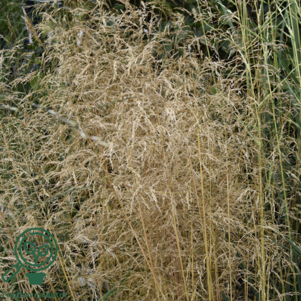 Deschampsia cespitosa 'Palava' frøsteril, Mosebunke