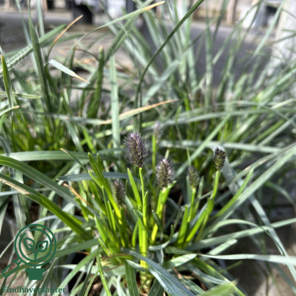 Sesleria heufleriana Norðîc® 'Overdam Blue', Mørk blåaks