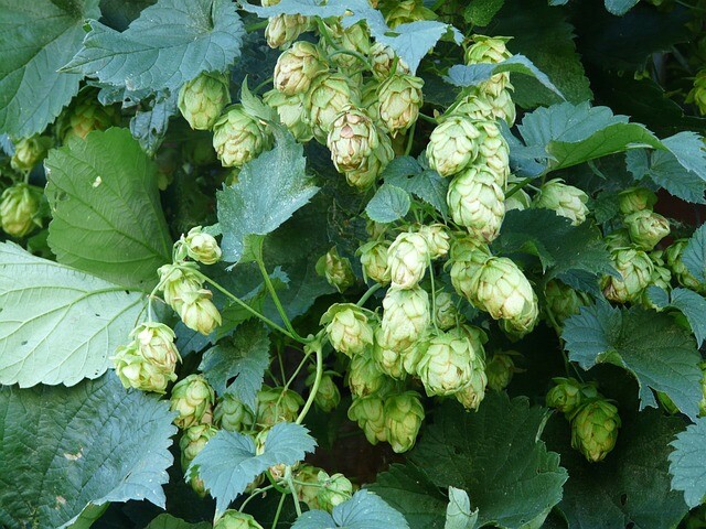 Humulus lup. ‘Prima Donna’, Humle