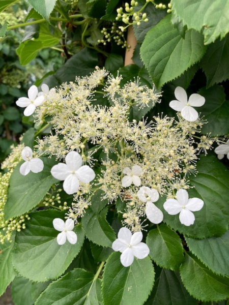 Hydrangea ano. petiolaris - Klatrehortensia