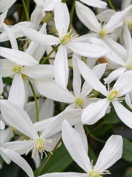 Clematis armandii, Stedsegrøn Klematis