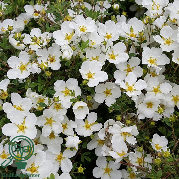 Potentilla fru. 'Abbotswood', Hvid potentil