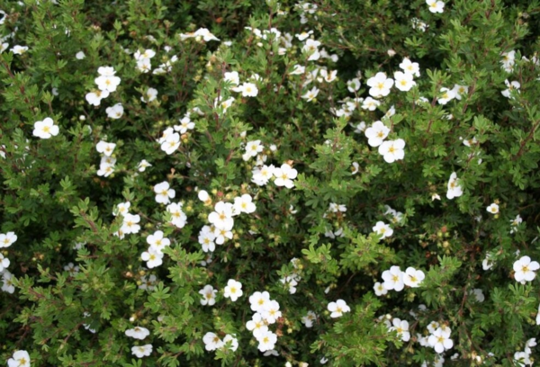 Potentilla fru. 'Abbotswood', Hvid potentil