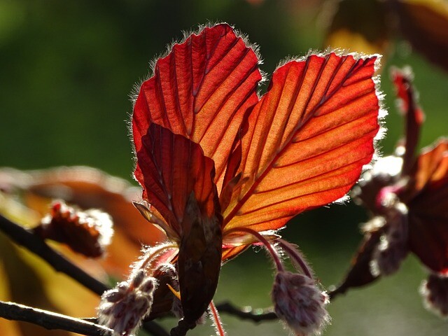 Fagus sylvatica 'Purpurea', Rødbøg (barrods)