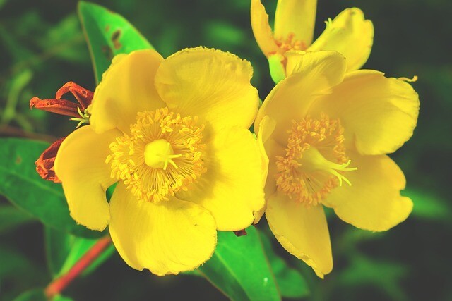 Hypericum hookerianum ‘Hidcote’, Kinesisk Perikon (barrods)