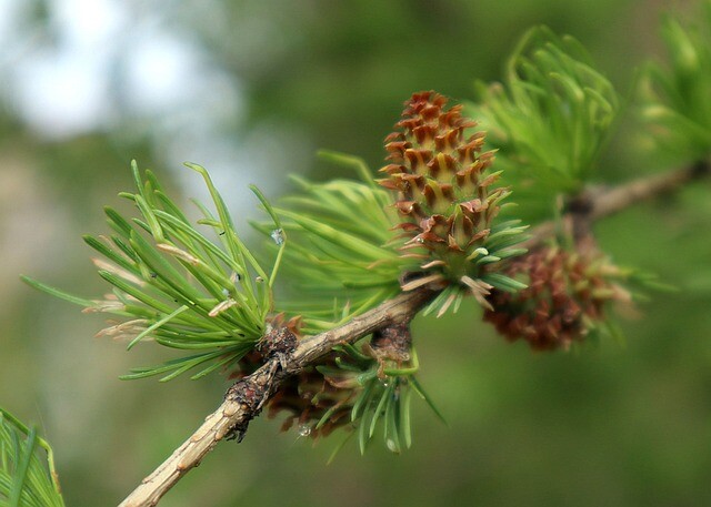 Larix leptolepis, Japansk lærk (barrods)