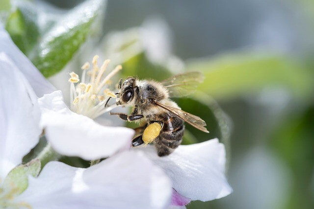 Malus sargentii, Sargentæble (barrods)