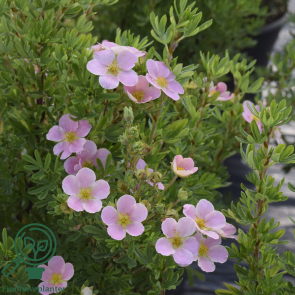 Potentilla fru. ’Lovely Pink’, Potentil