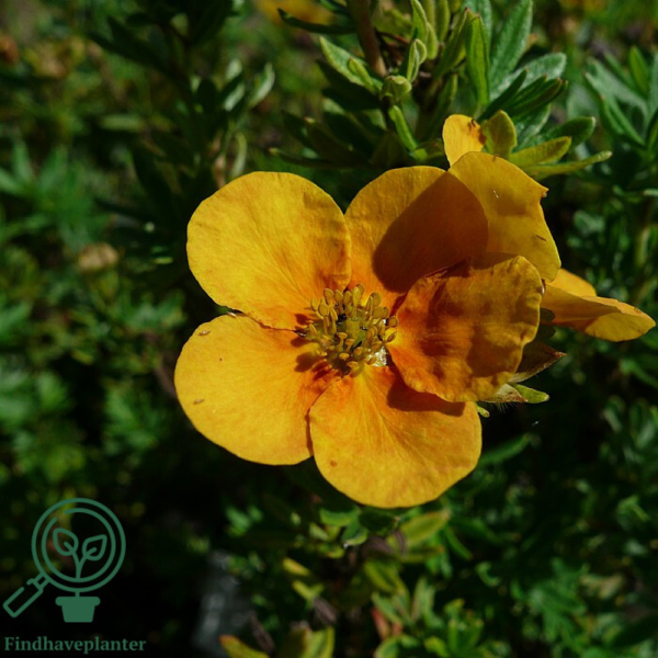 Potentilla fru.'Mango Tango', Potentil