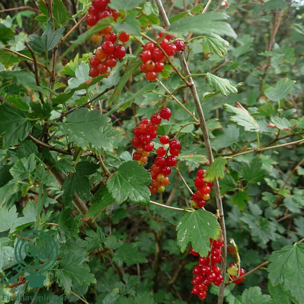 Ribes alpinum, fjeldribs (barrods)