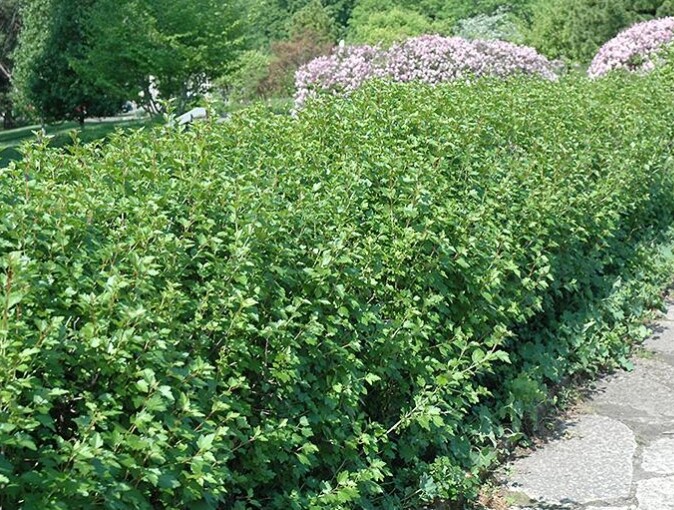 Ribes alpinum, fjeldribs (barrods)