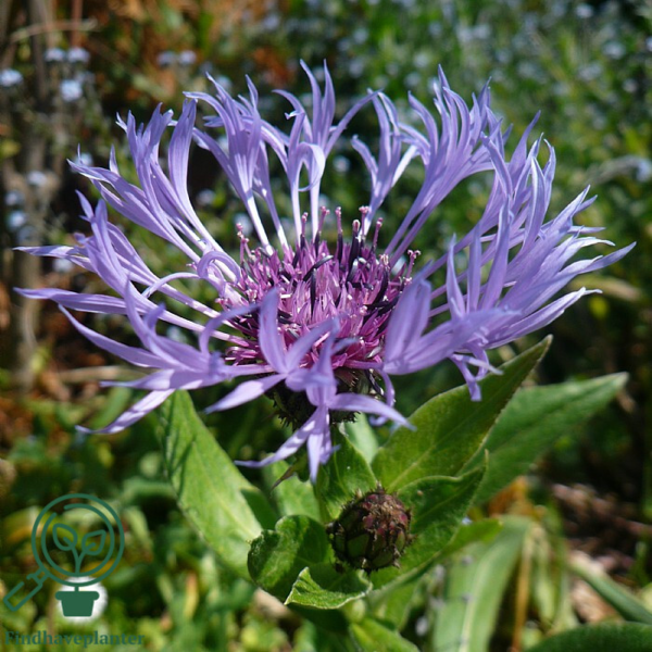 Centaurea montana 'Grandiflora', knopurt