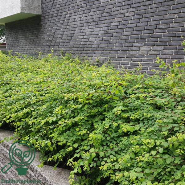 Symphoricarpos chenaultii ’Hancock’