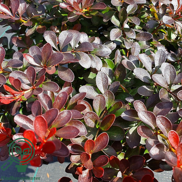 Berberis thunb. 'Atropurpurea Nana', Dværg berberis