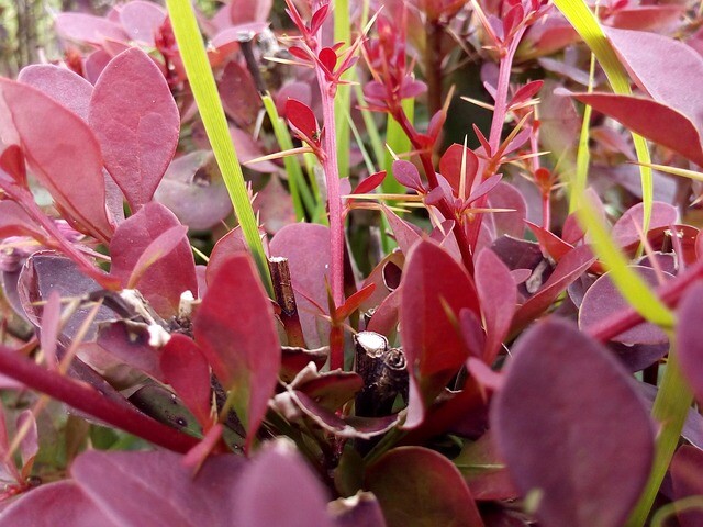 Berberis thunb. 'Atropurpurea Nana', Dværg berberis