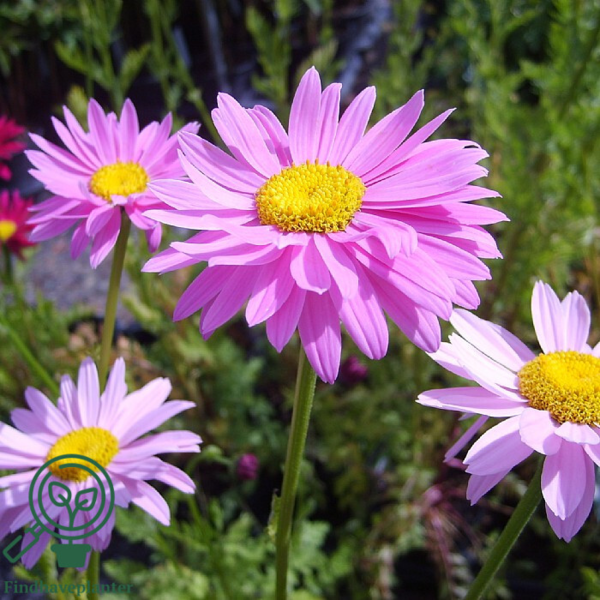 Tanacetum coccineum 'Robinson's Rosa', Rosenkrave