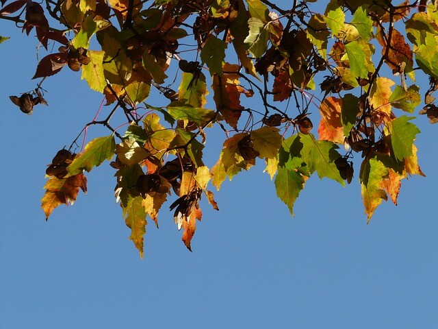 Acer tataricum ginnala, Ildløn