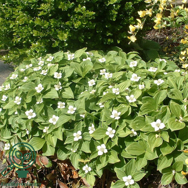 Cornus canandensis, Hønsebær