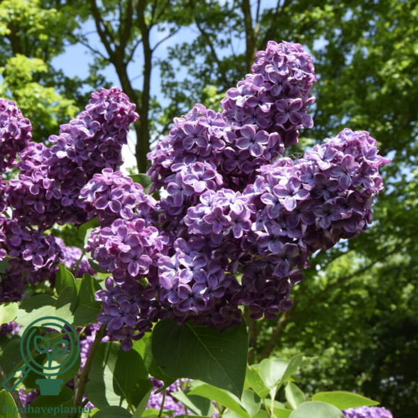 Syringa vulgaris 'Ludwig Spaeth', Ægte syren