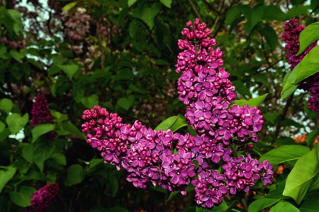 Syringa vulgaris 'Ludwig Spaeth', Ægte syren