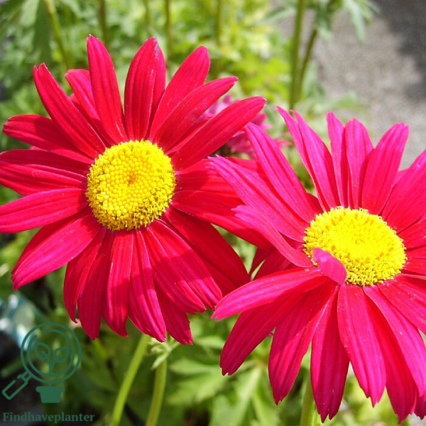 Tanacetum coccineum 'Robinson's Rot', Rosenkrave