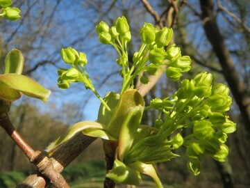 Acer platanoides 'Cleveland', Spidsløn