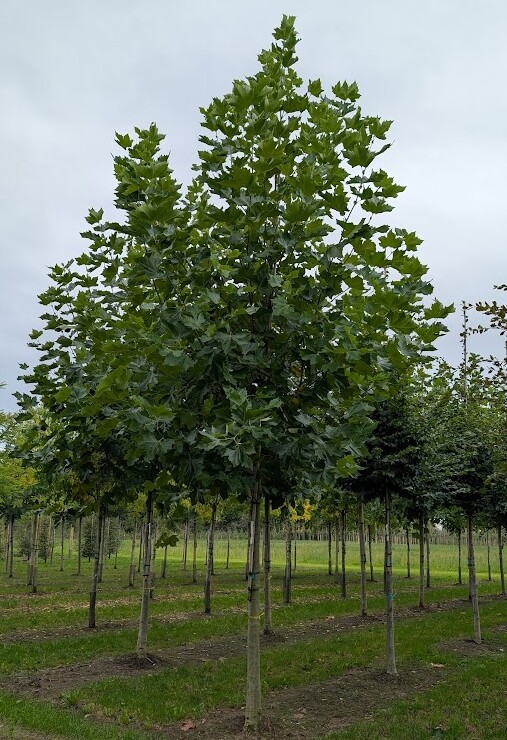 Acer platanoides 'Farlakes Green', Spidsløn