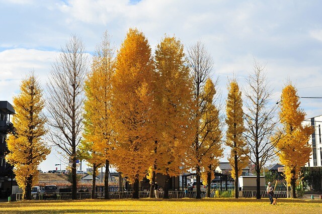 Ginkgo biloba, Tempeltræ